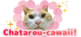 Chatarou-cawaii